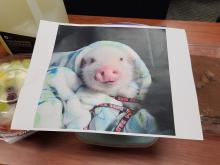 Alfonso's Defense 2024